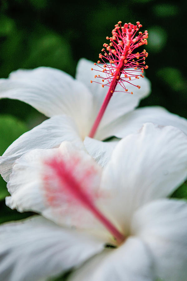 Hibiscus Blossums Photograph by Jeff Speigner