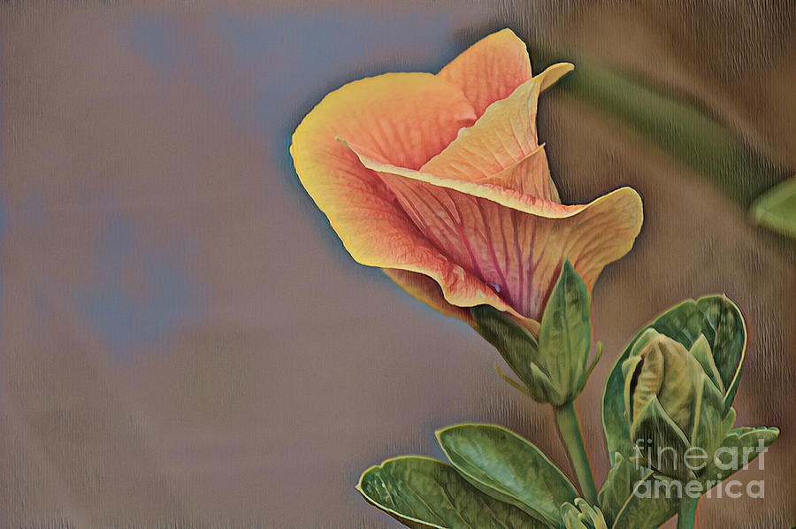 Hibiscus Bud Photograph by Diana Mary Sharpton