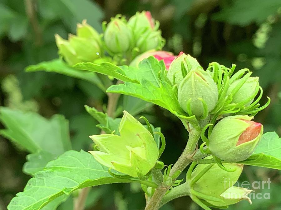 Hibiscus Buds Photograph by Catherine Wilson