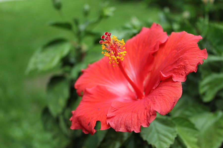 Hibiscus Photograph - Hibiscus by Callen Harty Hibiscus Photograph - Hibiscus by Callen Harty