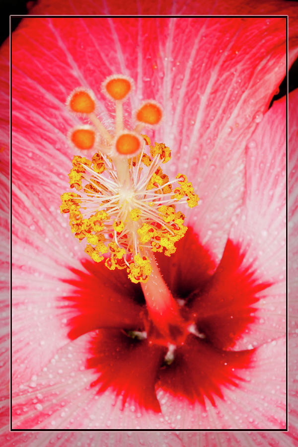 Hibiscus Close Up Mixed Media by Beautiful Nature Prints | Fine Art America