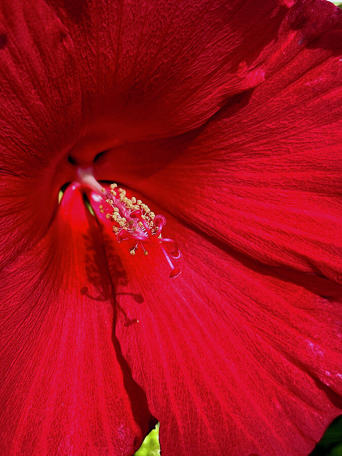 Nature Photograph - Hibiscus - Closeup In Red by Daniel Beard
