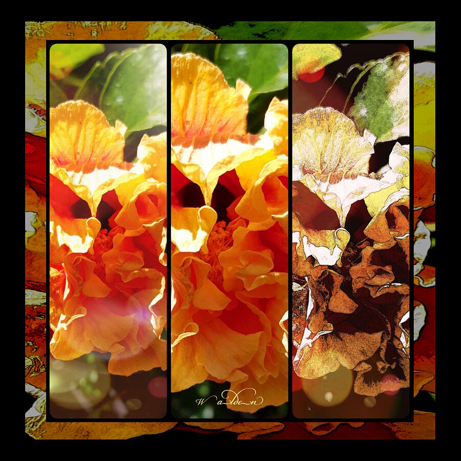 Hibiscus Collage Photograph by Carol Walden