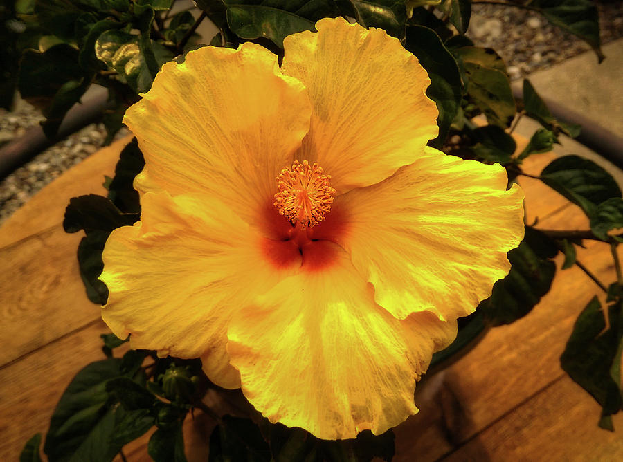 Hibiscus Photograph by Dan Eskelson