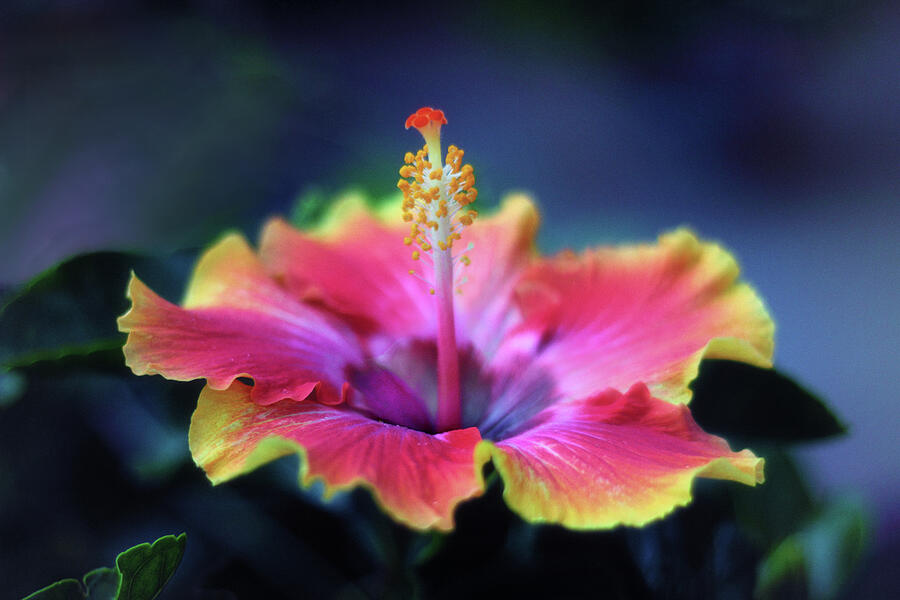 Hibiscus Delight Photograph by Jessica Jenney