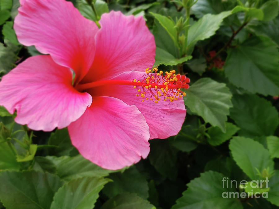 Hibiscus Photograph by Dipali Shah