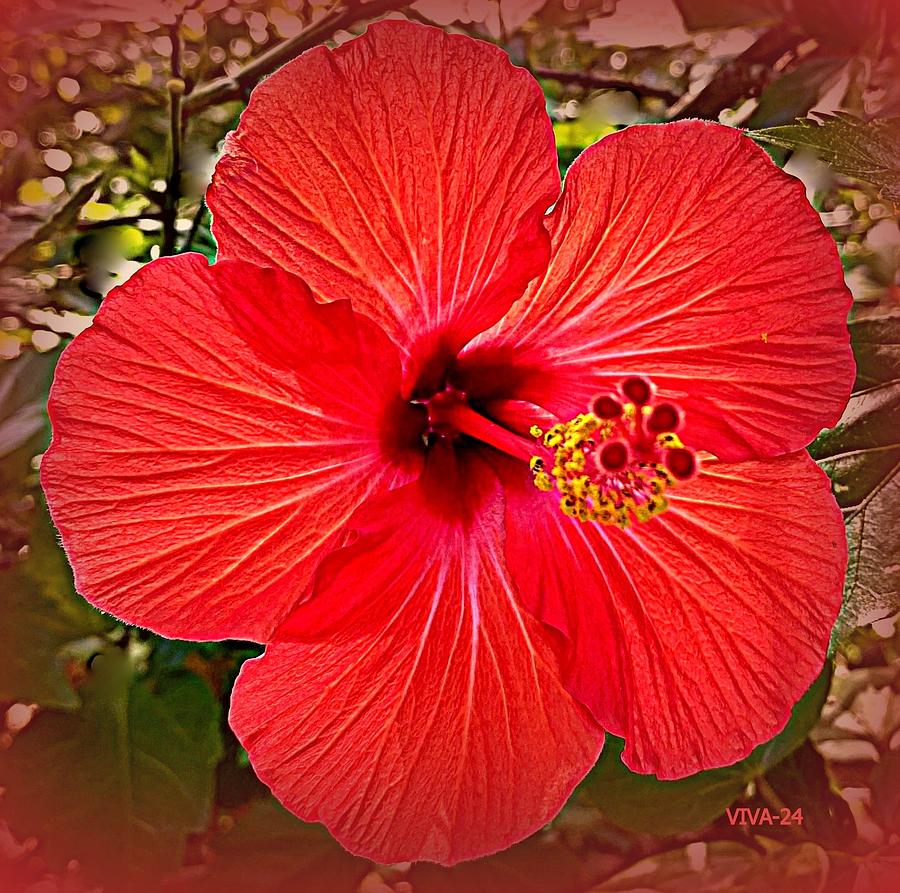 Hibiscus  Dreaming  -  Red Photograph by VIVA Anderson