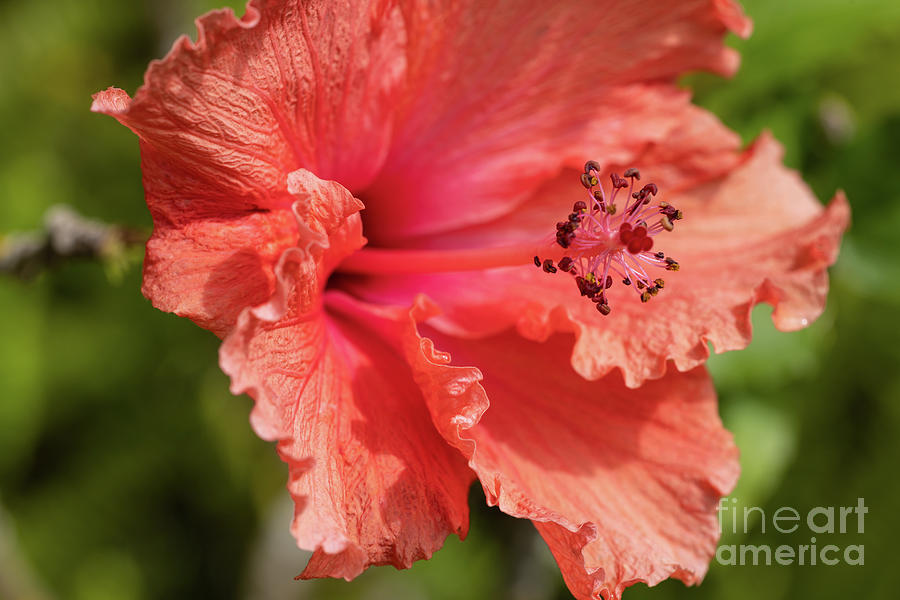 Flowers Still Life Photograph - Hibiscus by Eva Lechner
