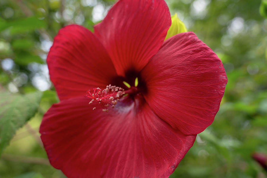 Hibiscus Extreme Magenta Photograph by Nina Kulishova - Fine Art America