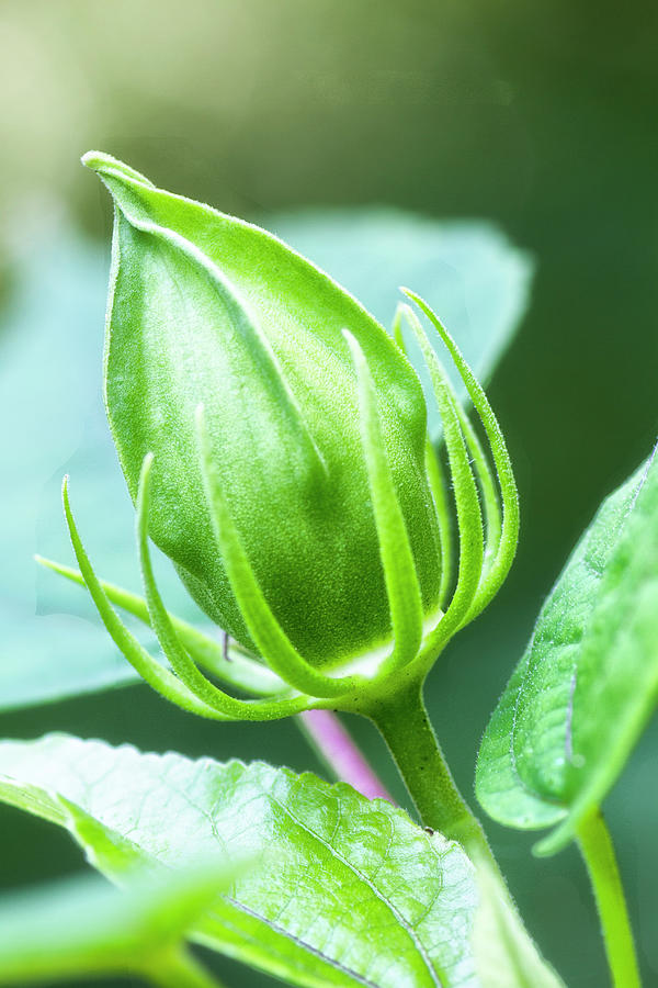 Hibiscus Flower Bud in the Croatan National Forest Photograph by Bob Decker