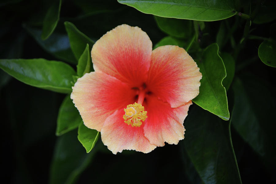 Hibiscus Flower Center Of Attention Photograph