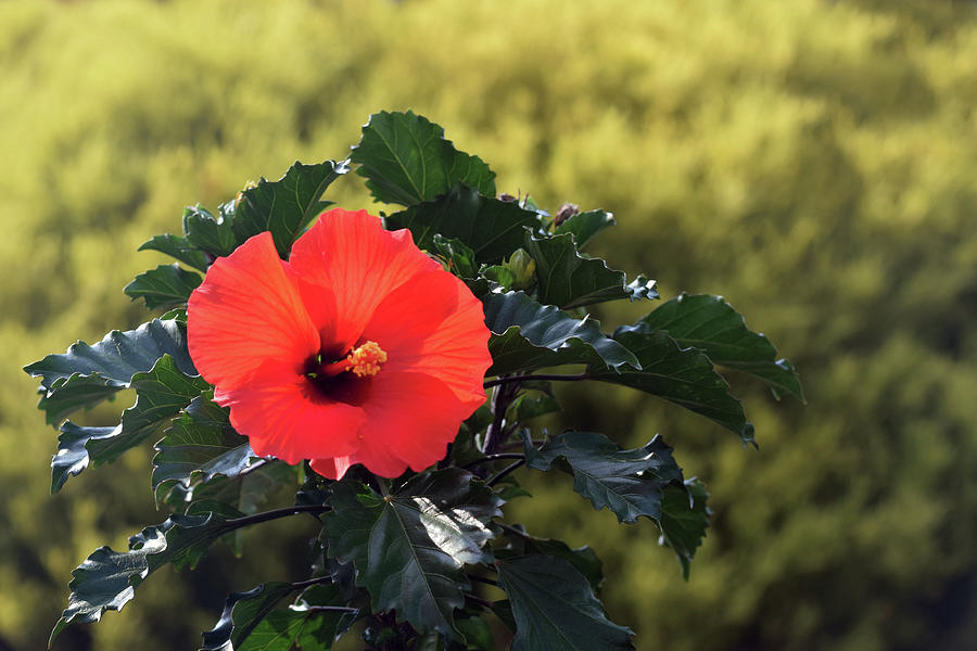 Hibiscus Flower Photograph by Frank Wilson
