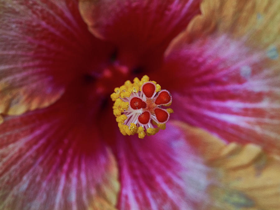 Hibiscus furcellatus. Red and yellow flower Photograph by Yuri Chaban ...