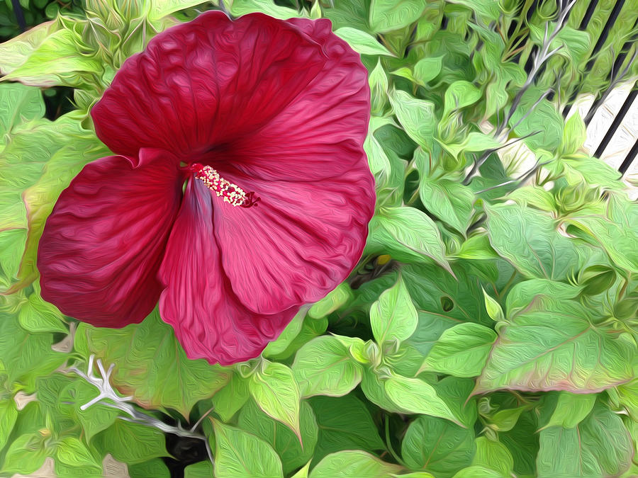 Hibiscus Photograph by Ginny Gaura