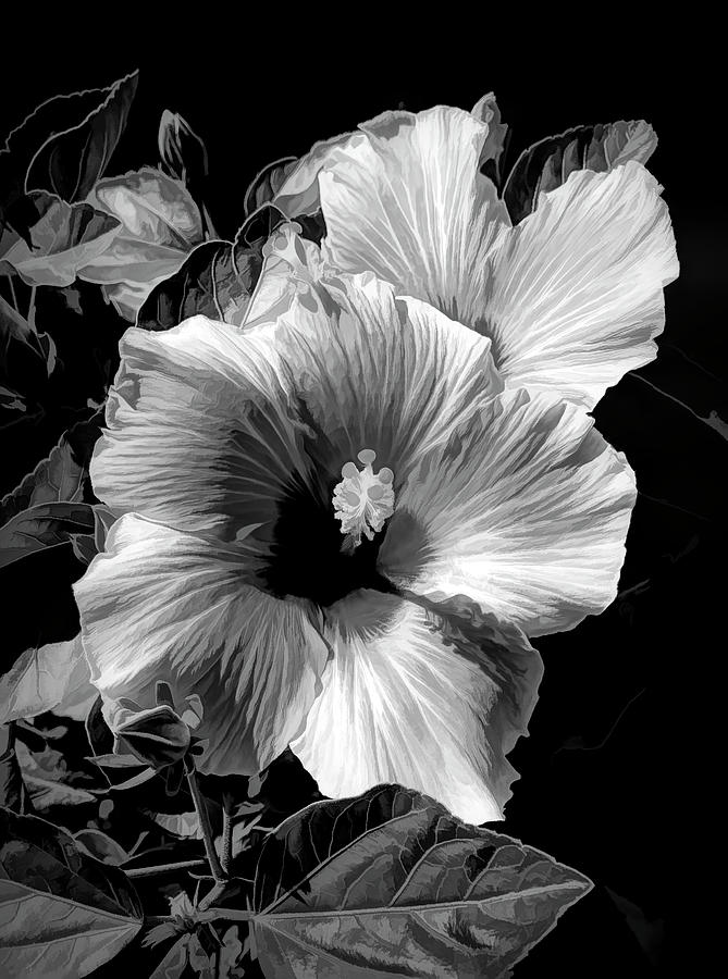 Hibiscus Glow Photograph by Ginger Stein