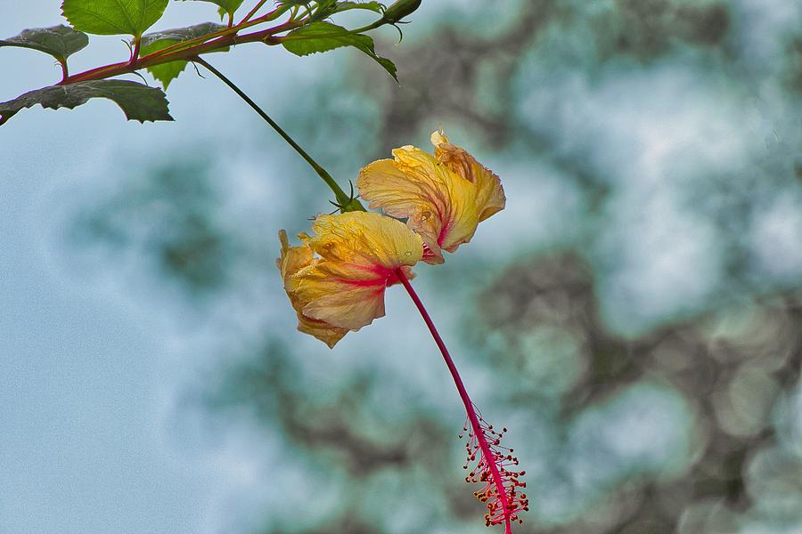 Hibiscus Hanging Photograph by Montez Kerr