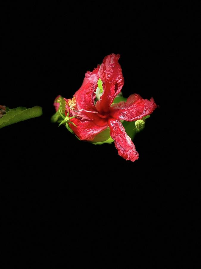 Hibiscus Heart Photograph by Audrey Robillard