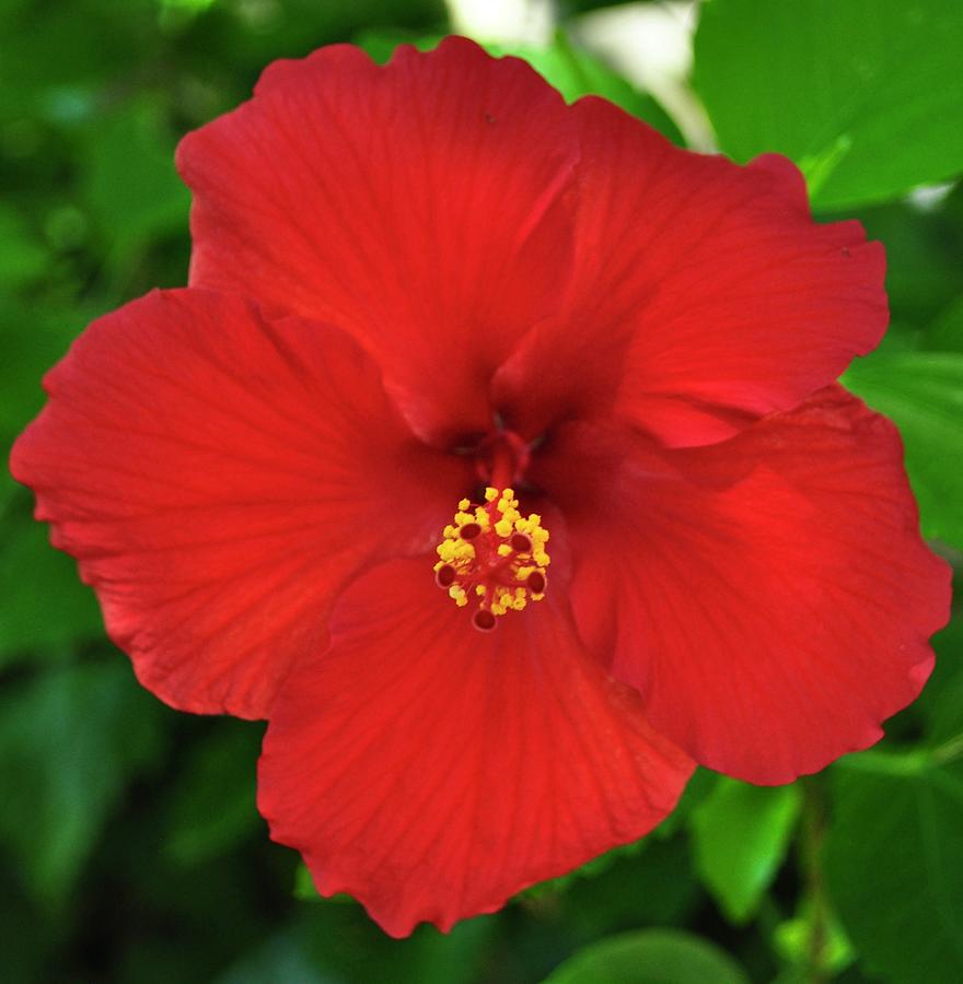 Hibiscus Photograph by Heidi Massin | Fine Art America