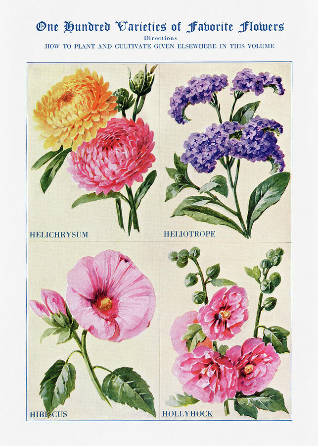 Hibiscus Digital Art - Hibiscus, Hollyhock, - Vintage Flower Illustration - The Open Door to Independence by Studio Grafiikka