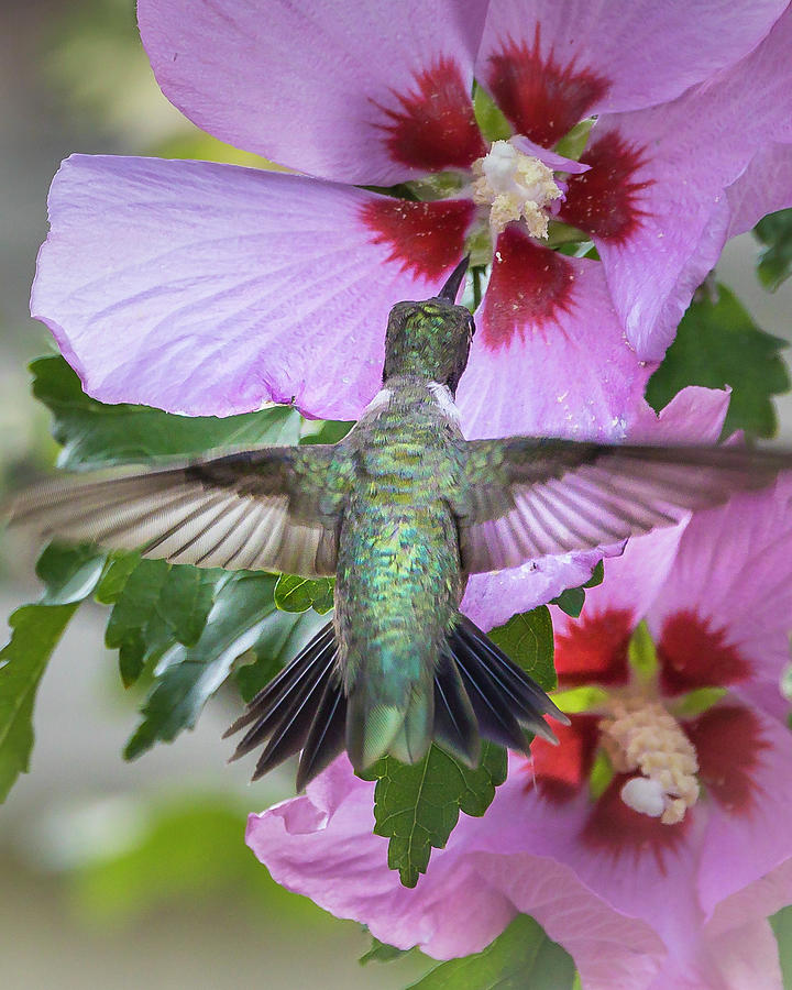 Hibiscus Hummer Photograph by Mark Mille