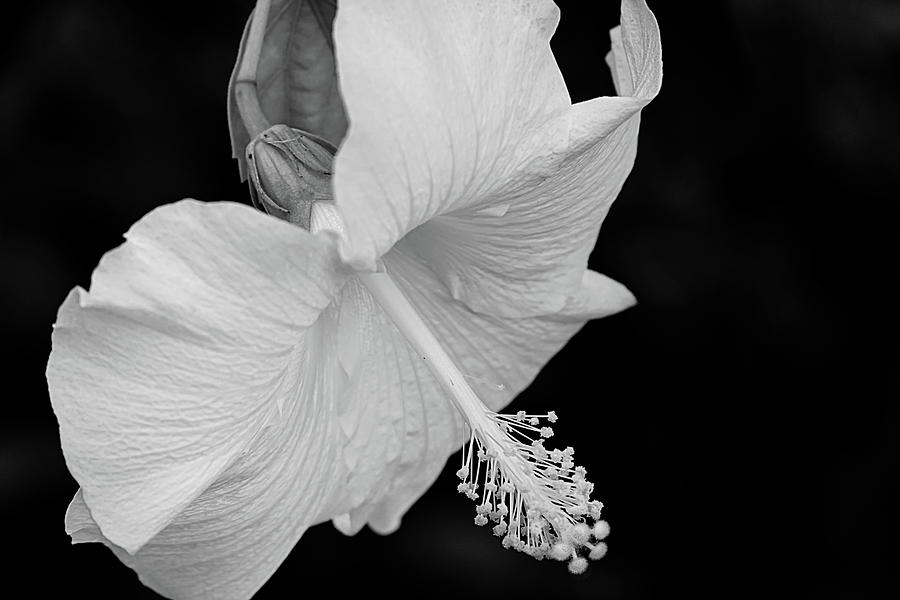 Hibiscus in Black and White Photograph by Lyuba Filatova