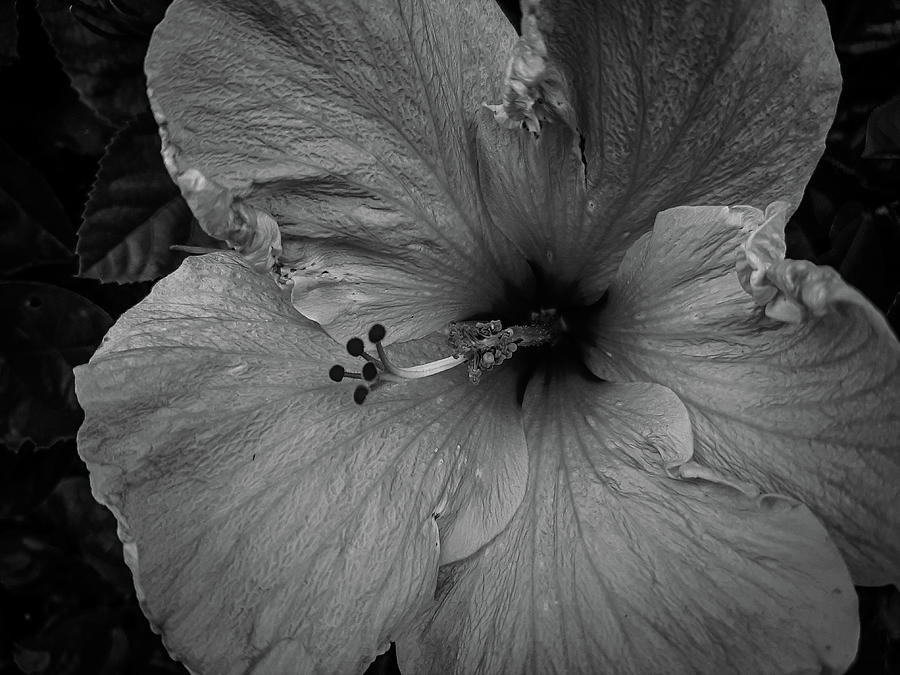 Hibiscus in Black and White Photograph by Vicky Edgerly