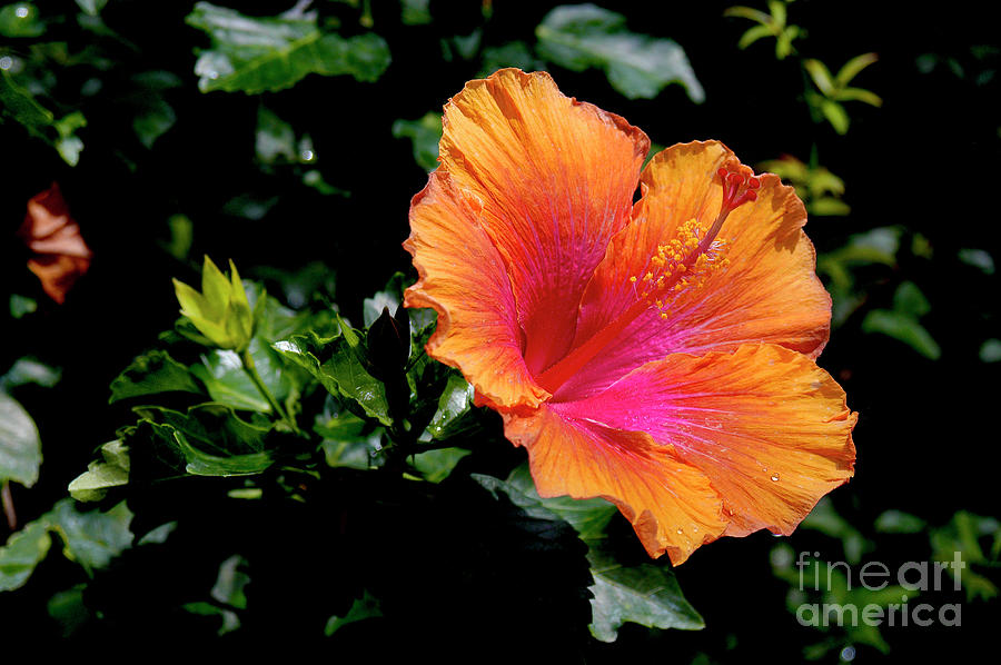Hibiscus in full bloom Photograph by Gunther Allen