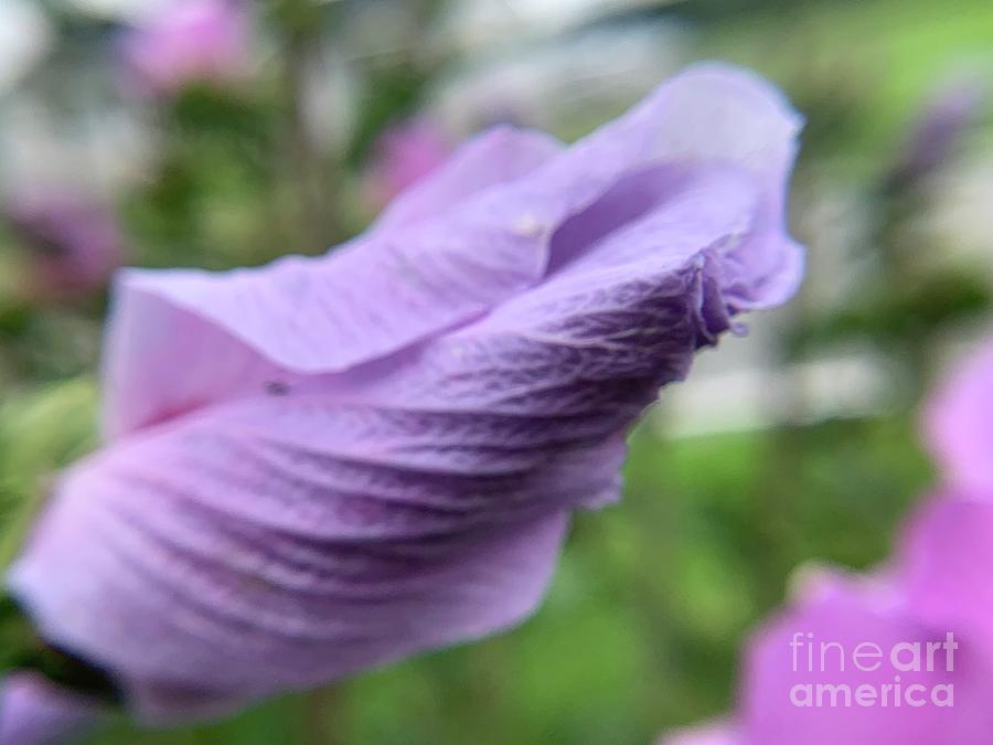 Hibiscus in Lavender Photograph by Catherine Wilson