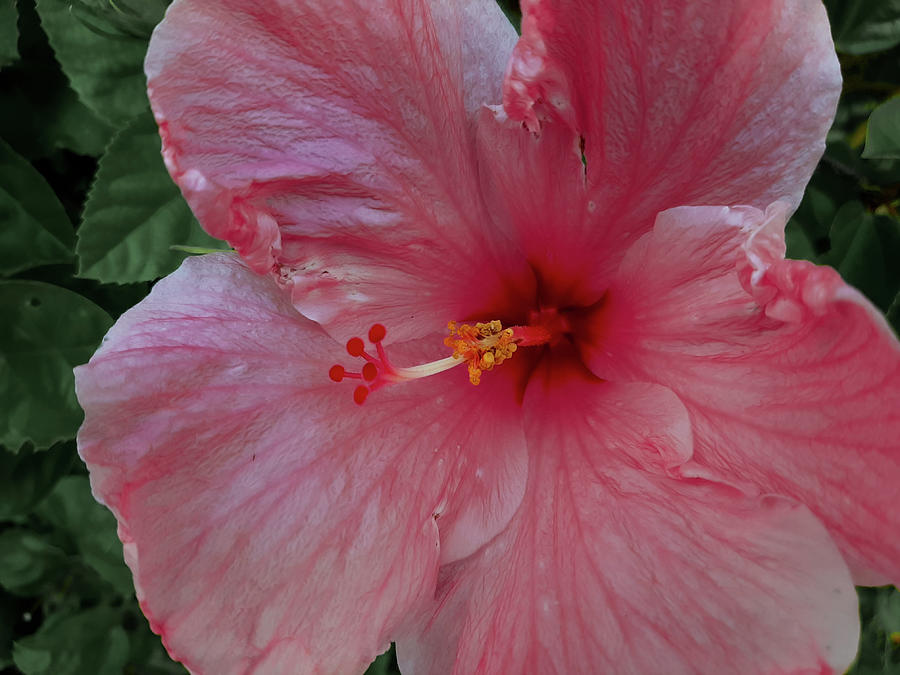 Hibiscus in Pink Photograph by Vicky Edgerly