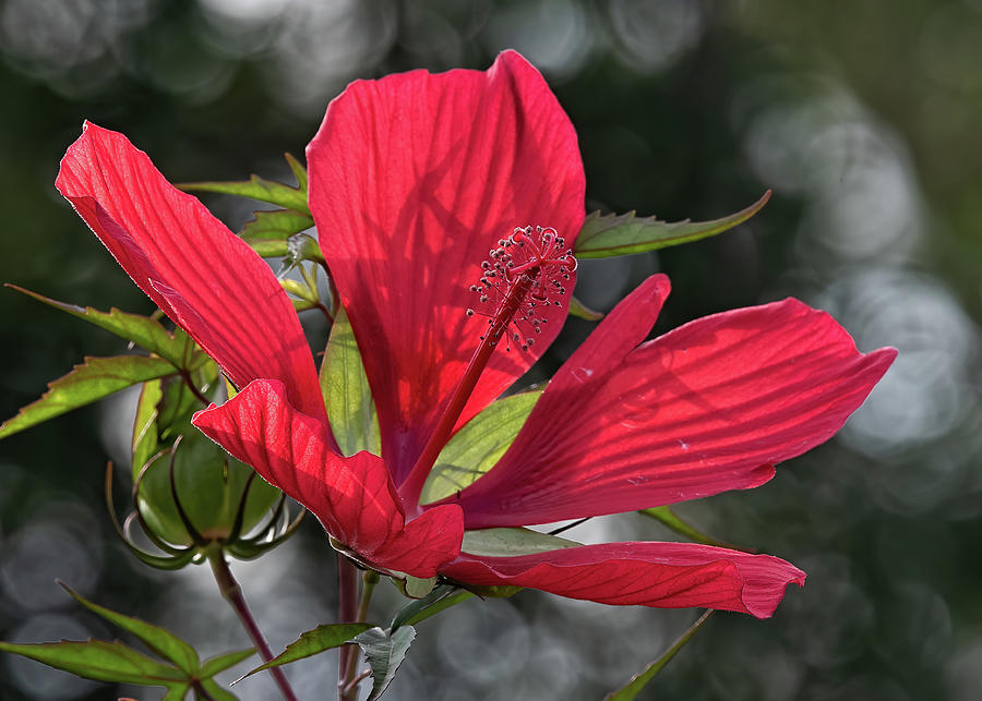 Hibiscus In Red Photograph