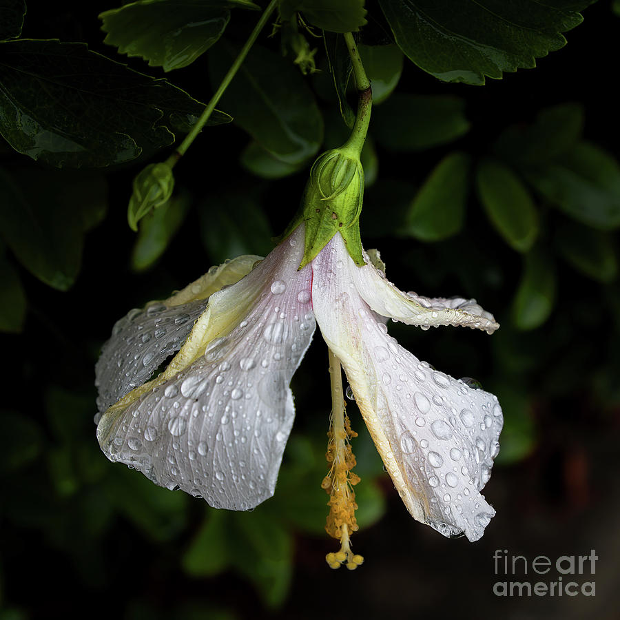 Hibiscus in the Rain Photograph by Neala McCarten