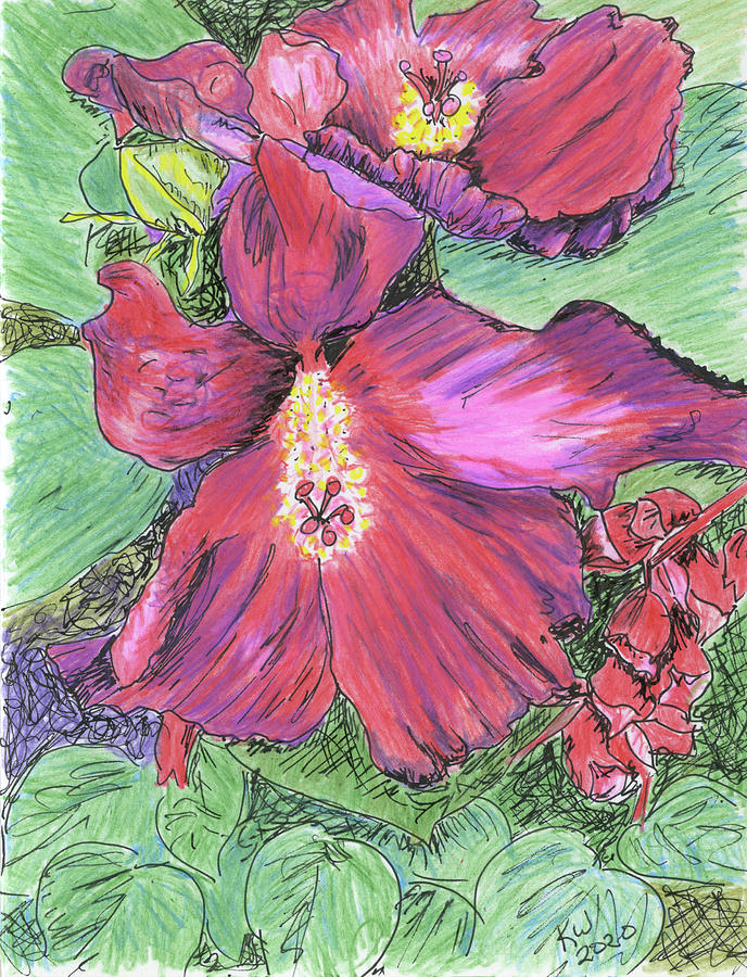 Hibiscus Drawing By Kay Westhues