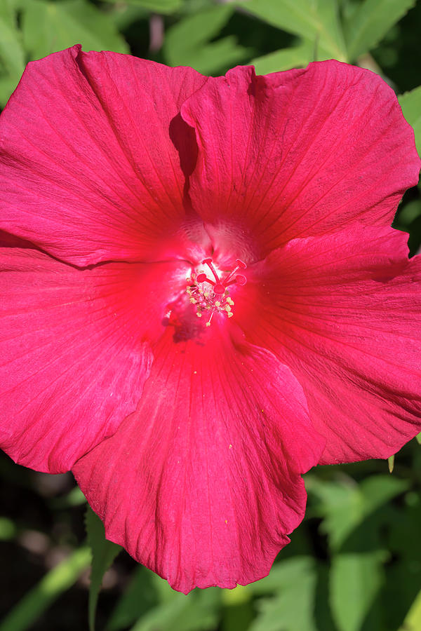 Hibiscus Lord Baltimore Photograph by Dawn Cavalieri