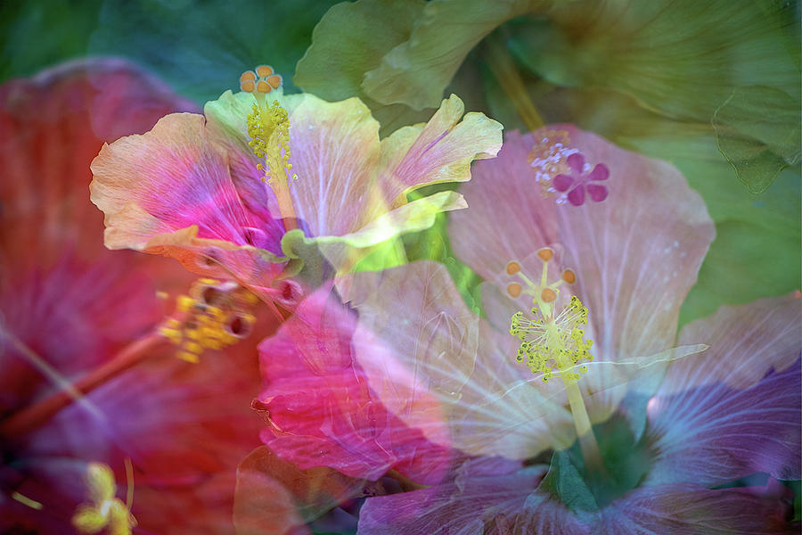 Hibiscus Photograph by M Kathleen Warren