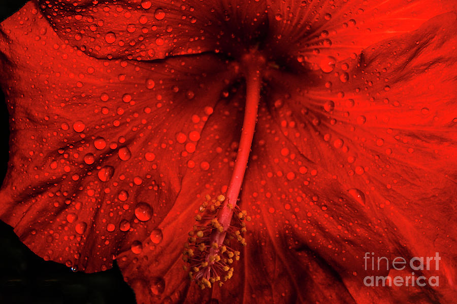 Hibiscus Macro Photograph by Cindy Treger