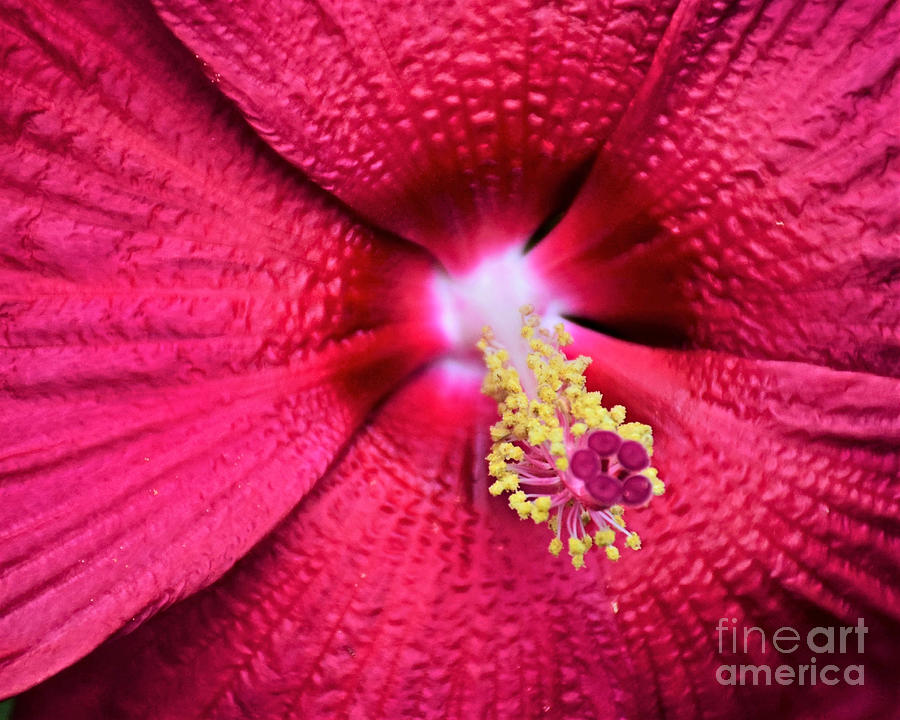 Hibiscus Macro Photograph by Kathy M Krause