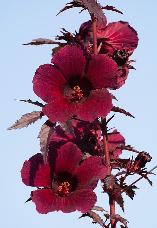Hibiscus Mahogany splendor  Photograph by Zina Stromberg