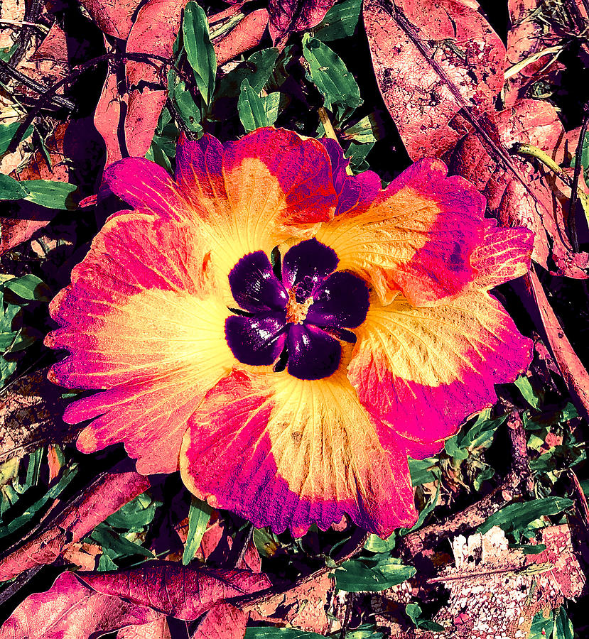 Hibiscus Mangosteen Flower Aloha  Photograph by Joalene Young