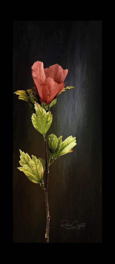 Hibiscus On Slate Photograph by Rene Crystal