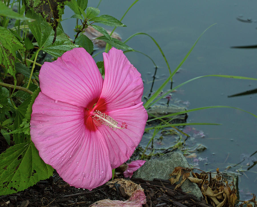 Hibiscus Pink by the Water Photograph by Robert Pilkington