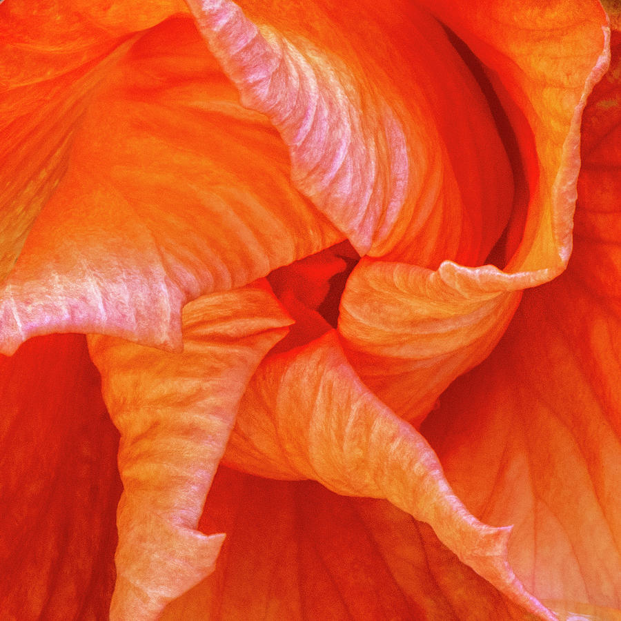 Hibiscus Pinwheel Photograph by Karen Smale