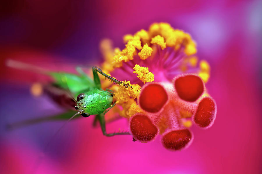 Hibiscus Pollen Feast Photograph by Heidi Fickinger