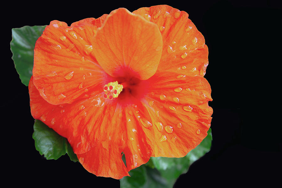 Hibiscus Rain Photograph by Terry Walsh