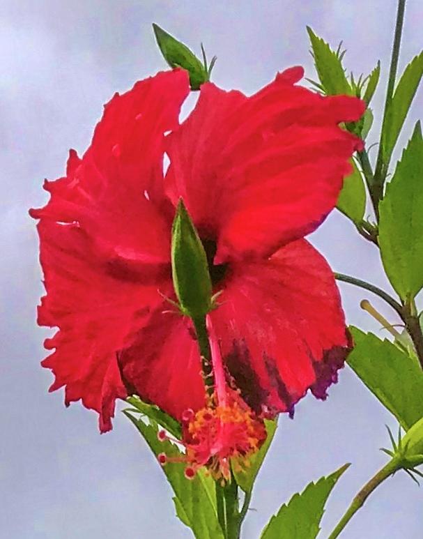 Hibiscus Red Aloha  Photograph by Joalene Young