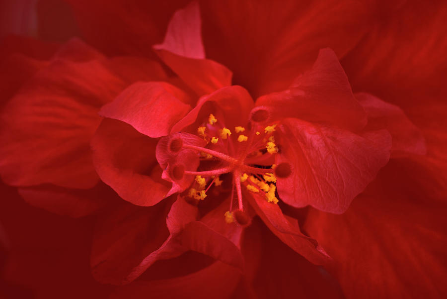 Hibiscus Red Dragon Photograph by Carol Eade