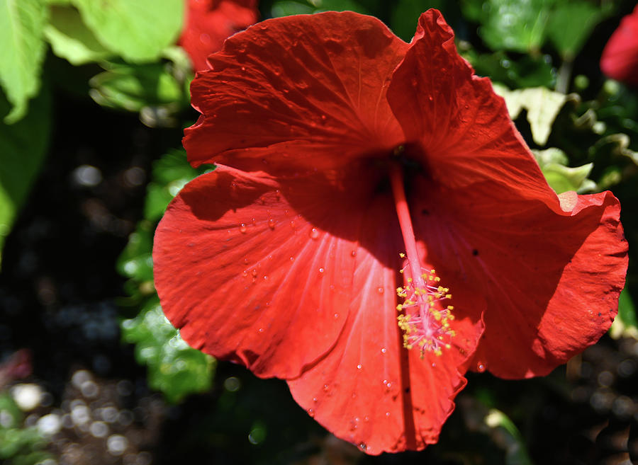 Hibiscus Photograph by Rein Nomm