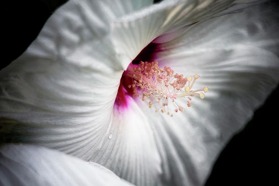 Hibiscus Rose Mallow Photograph by RicharD Murphy