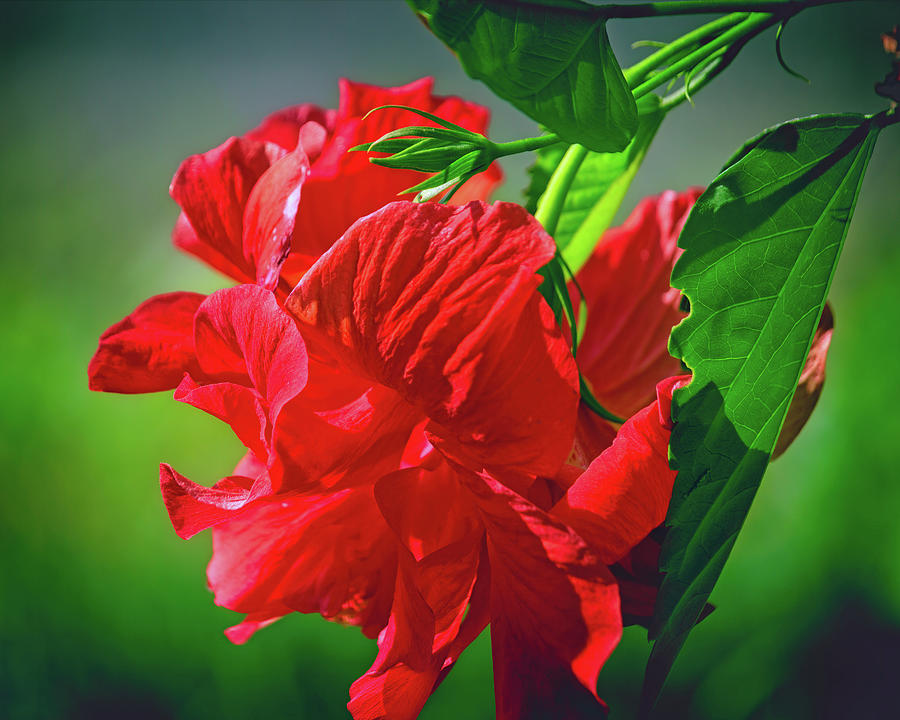 Hibiscus Rose of Sharon Photograph by Laura Vilandre