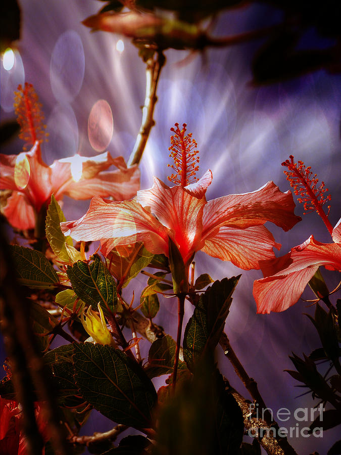 Hibiscus Searching For Glory Photograph by Al Bourassa