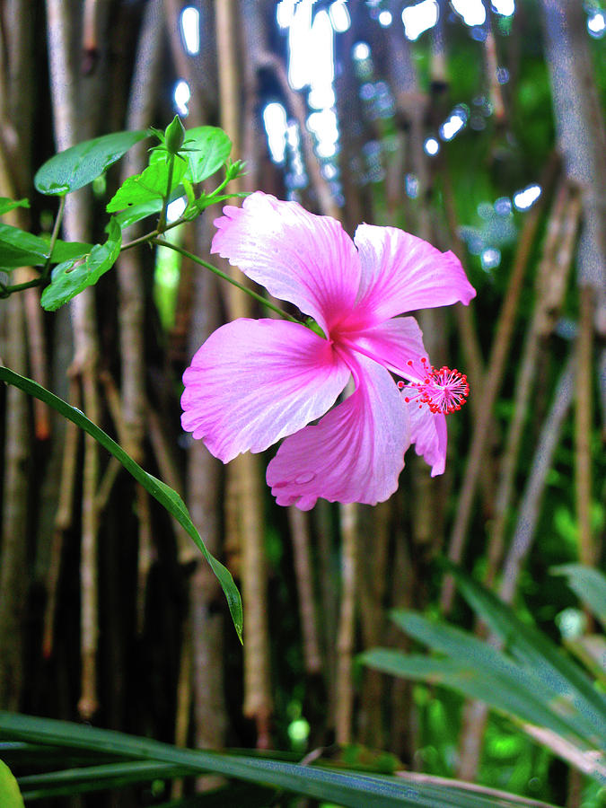 Hibiscus Photograph by Segura Shaw Photography